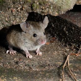 躲在地下室或家里墙洞里的老鼠